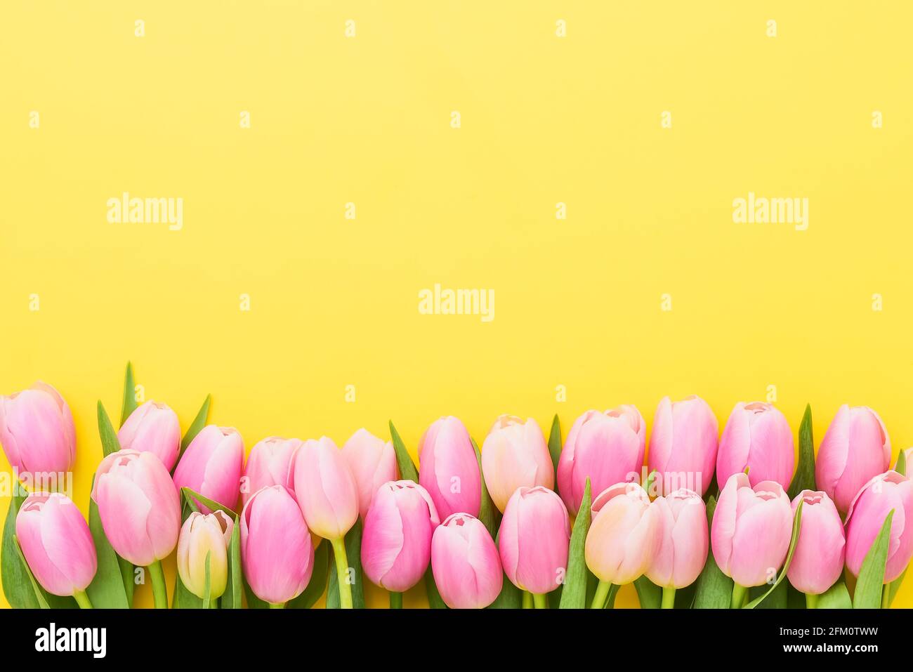Grußkarte. Rand von rosa Tulpen auf einem gelben Hintergrund. Muttertag, Valentinstag, Geburtstagsfeier Konzept. Flach liegend, Kopierplatz Stockfoto
