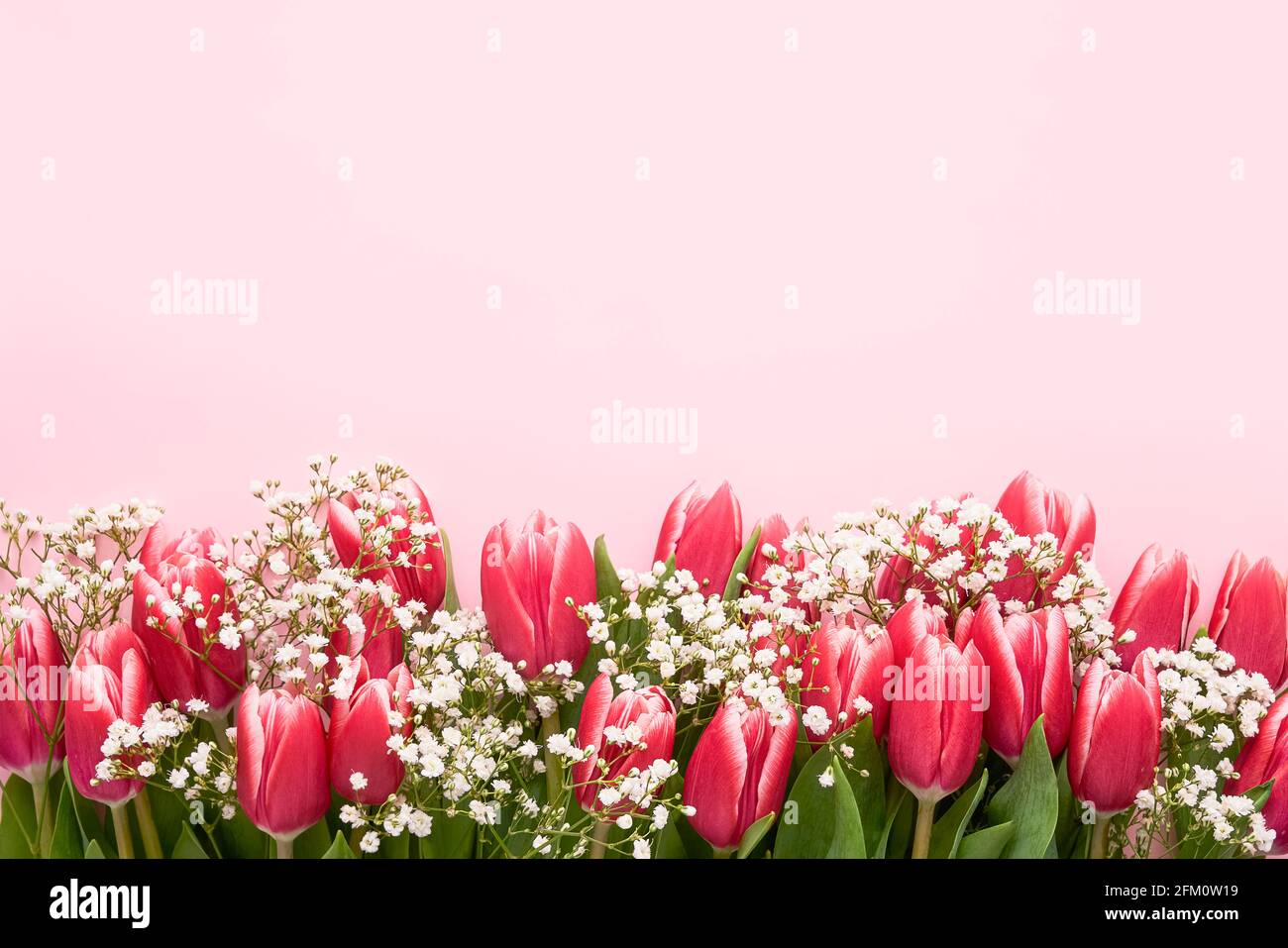 Rosa Tulpen und Gypsophila Blumen umrandet auf einem rosa Hintergrund, selektiver Fokus. Muttertag, Geburtstagsfeier Konzept. Draufsicht, Kopierbereich für t Stockfoto