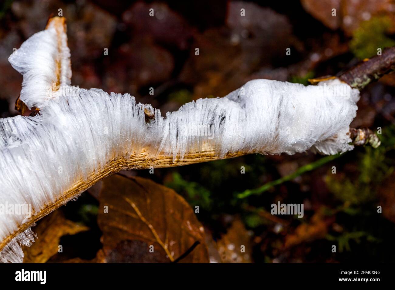 Haar Eis auf verfaulenden Birkenzweigen. Das Haareis entsteht, wenn der Pilz Exidiopsis effusa unter kalten Bedingungen wächst. Stockfoto