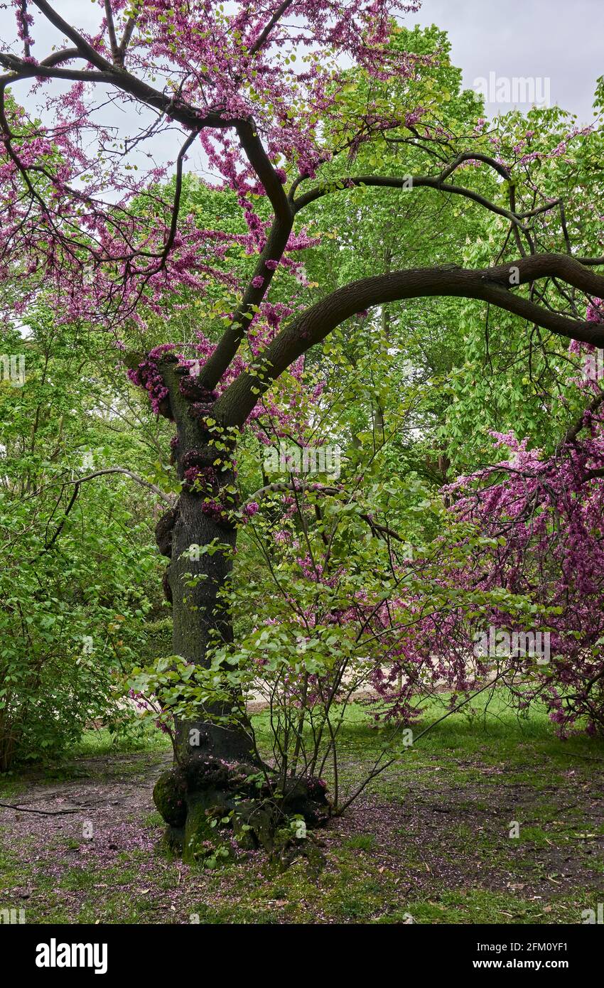 Blühender rosafarbener Baum im Frühling im El Retiro Park, Madrid, Spanien Stockfoto