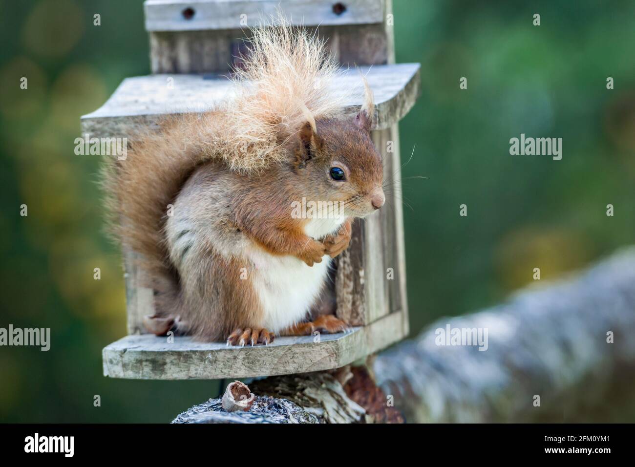 Weibliche Rothörnchen Sciurus vulgaris füttern von einem Eichhörnchen Fütterung Box in einem Garten in den Highlands von Schottland Stockfoto