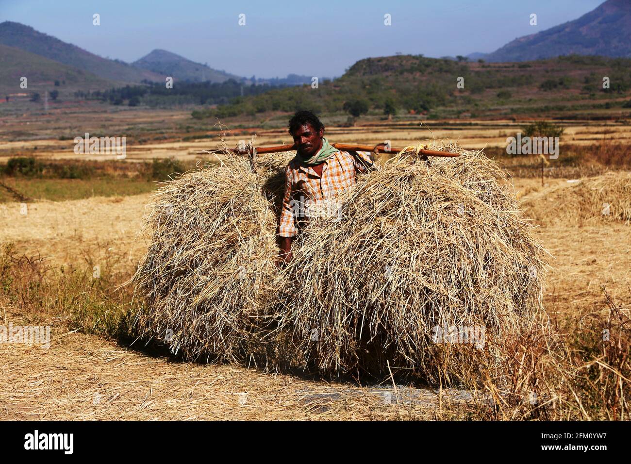 Valmiki-Stammesbauer, der trockenes Gras im Dorf Madagada, Andhra Pradesh, Indien, trägt Stockfoto