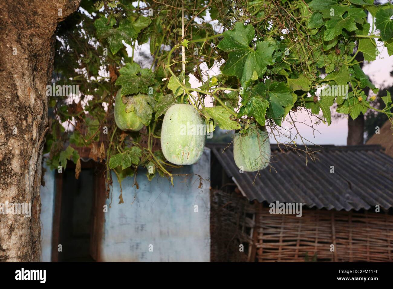 Tropischer Obstbaum (Kohala) im Dorf Hattaguda, Andhra Pradesh, Indien Stockfoto