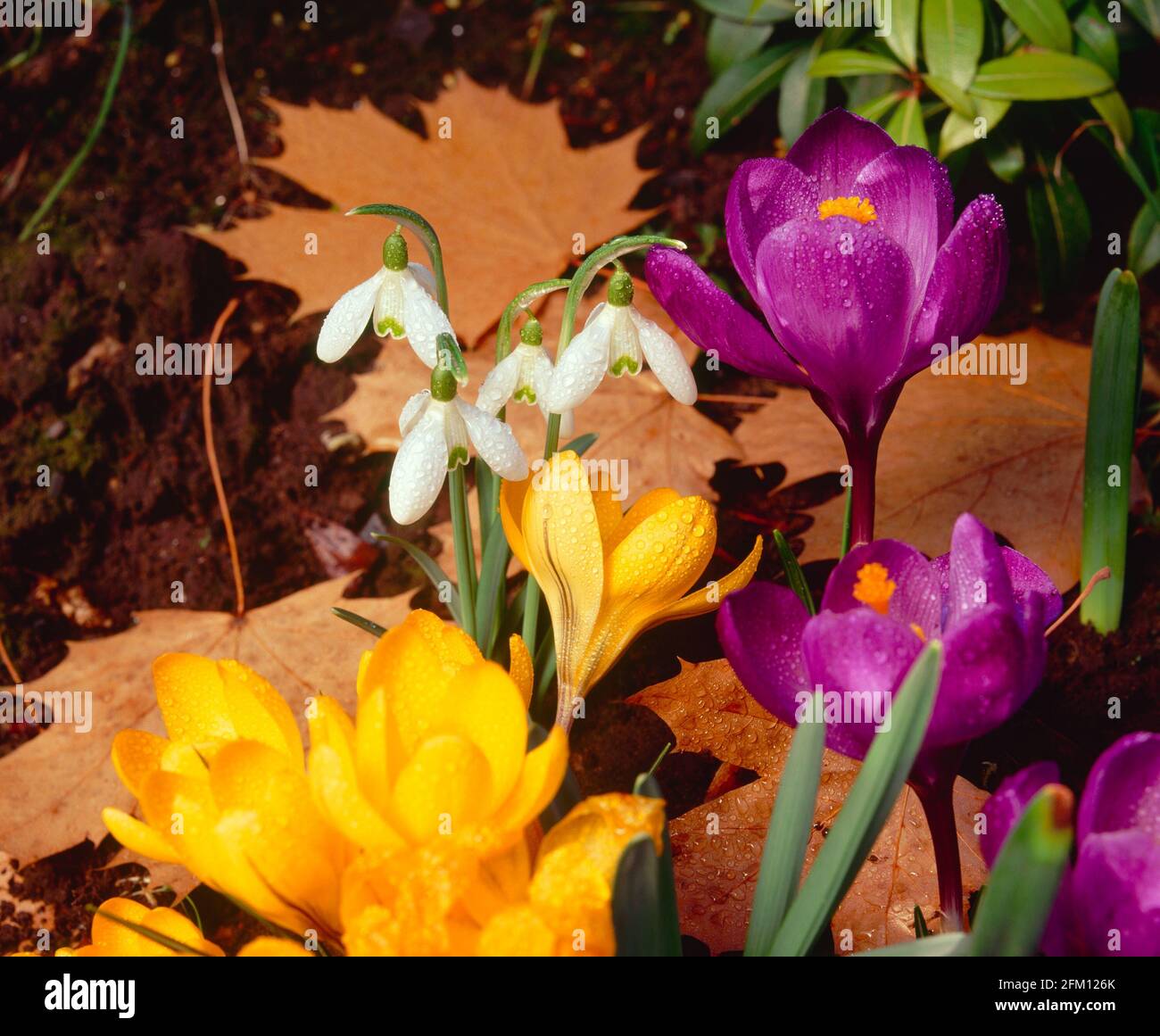 Schneeglöckchen, Krokus und Blätter, Winter, Stockfoto
