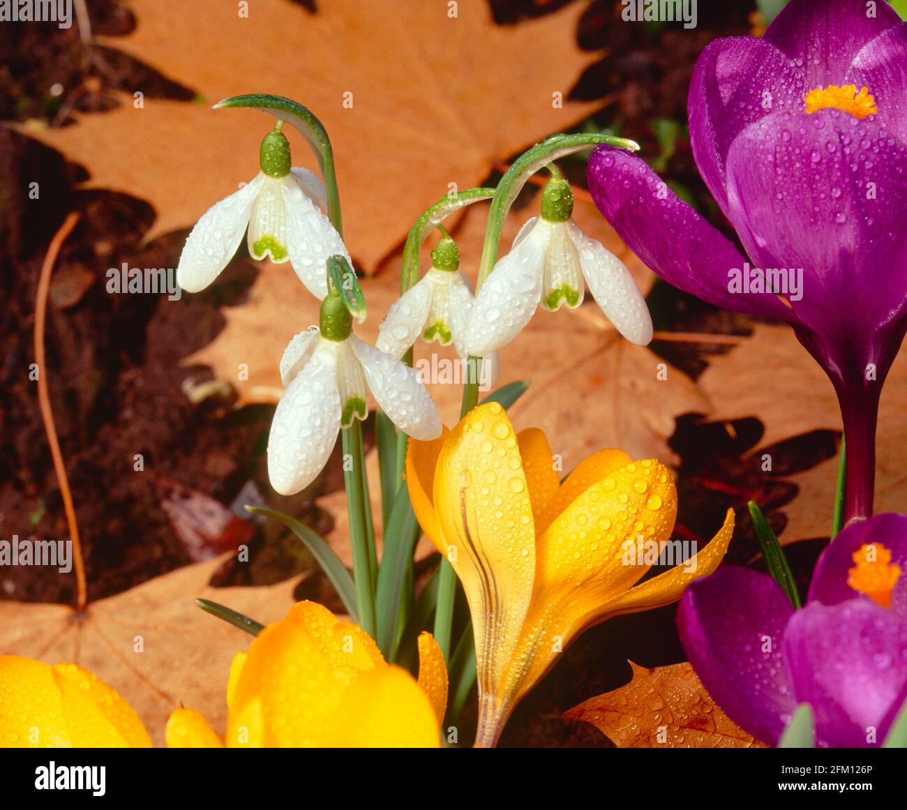 Schneeglöckchen, Krokus und Blätter, Winter, Stockfoto