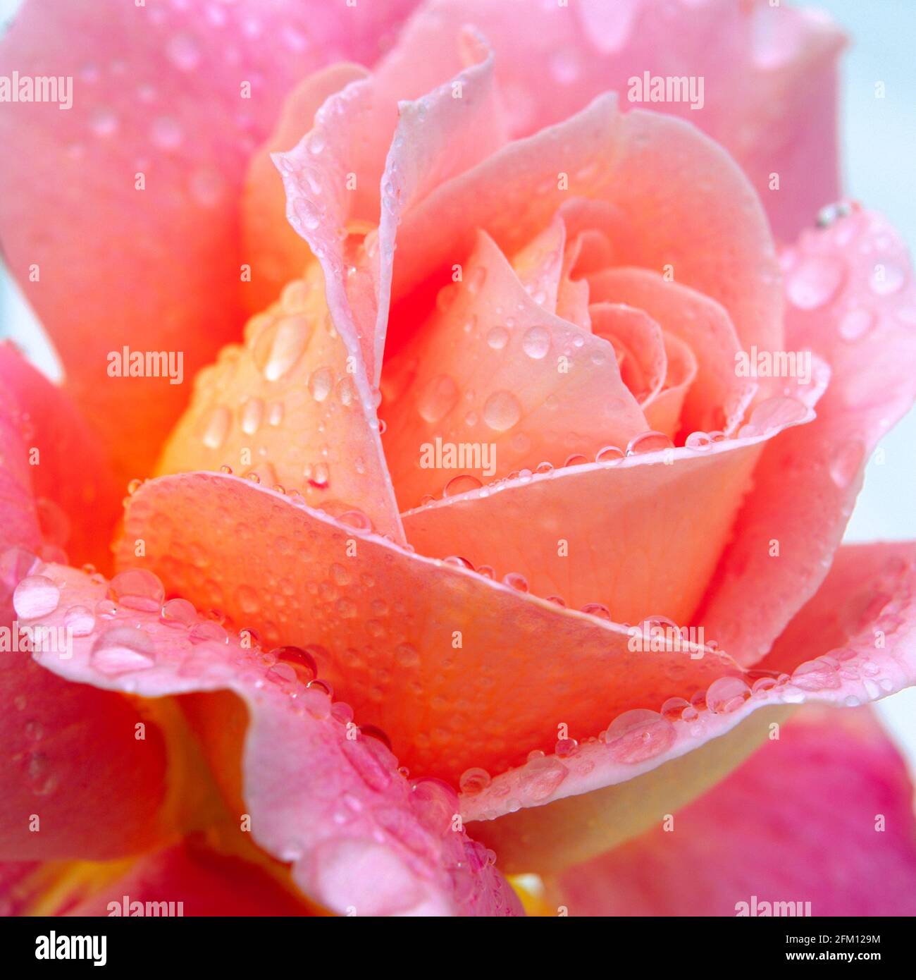 Rosa Rose nach Regenschauer, Stockfoto