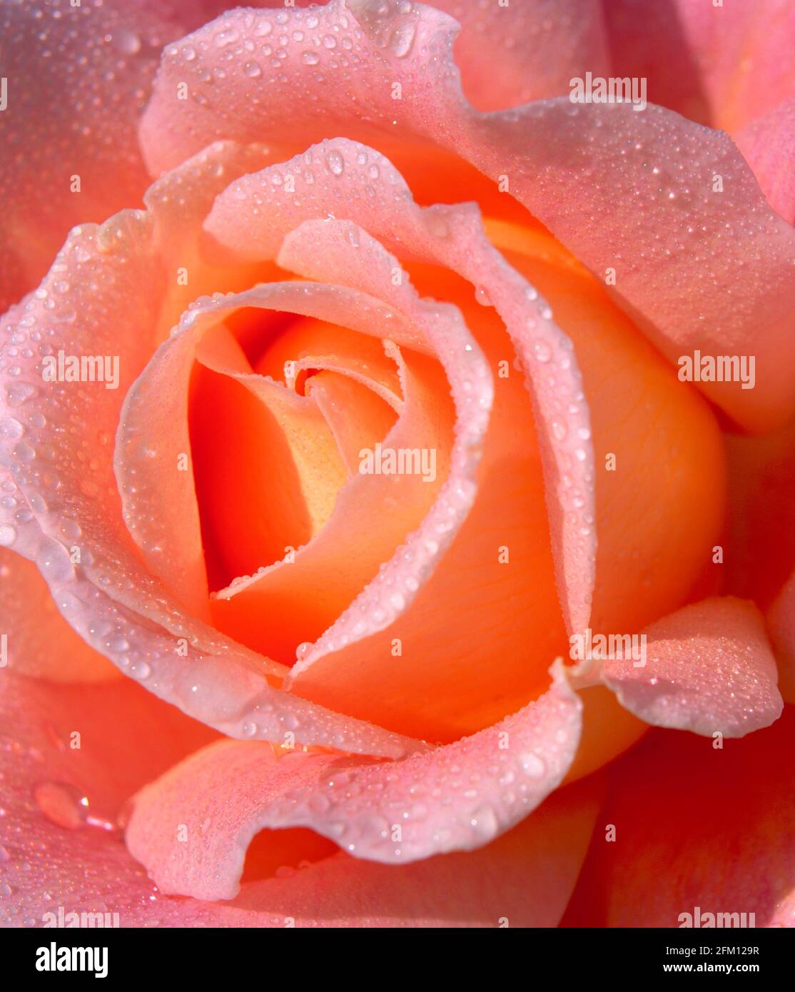 Rosa Rose mit Tau bedeckt, Stockfoto
