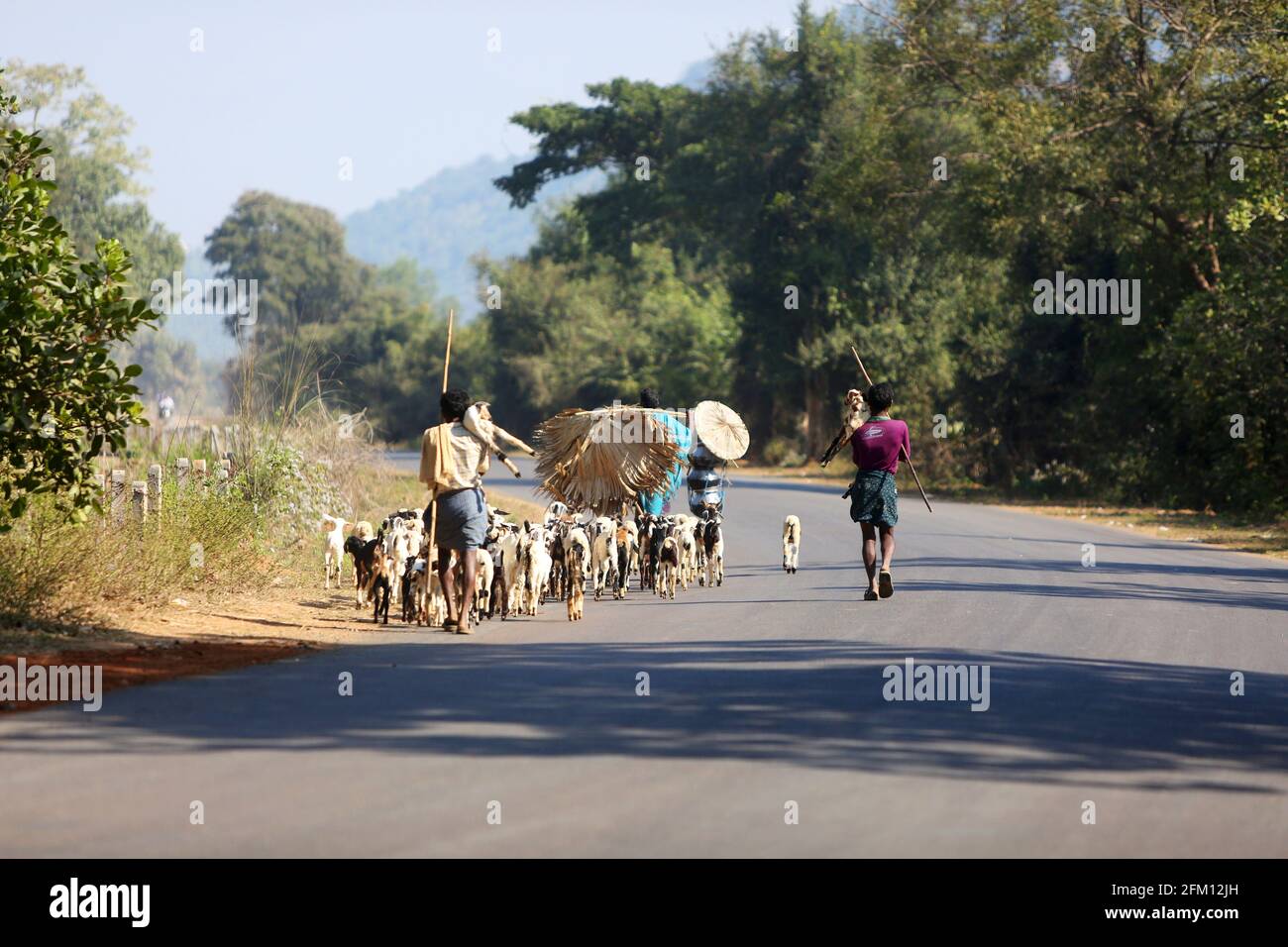 Hirten von Yadav Kaste mit Ziegen - Seethampeta Village - Srikakulam Dist., Andhra Pradesh, Indien Stockfoto