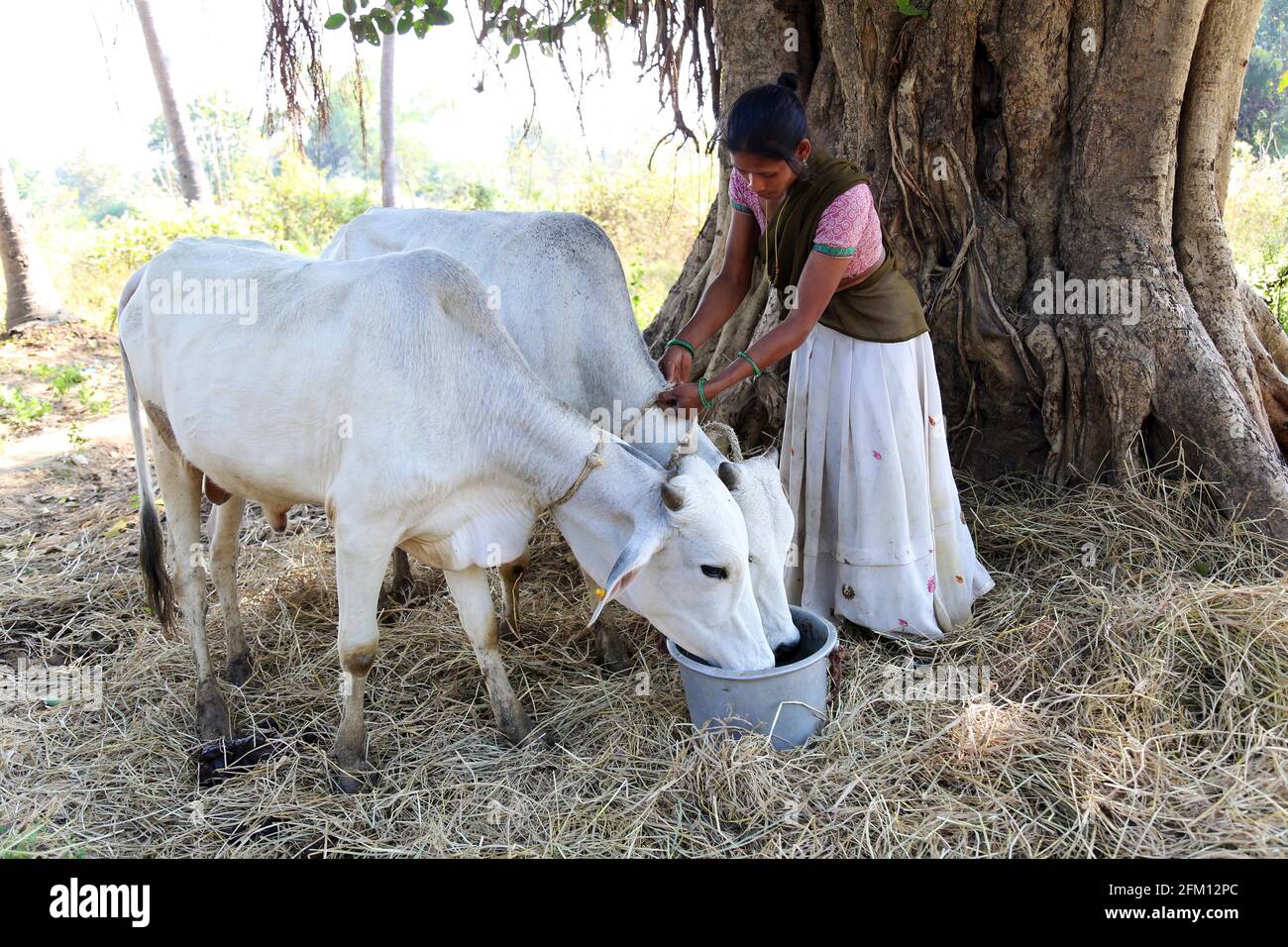 Stammesfrau, die Kühe im Dorf Sannaiguda in Srikakulam Dist., Andhra Pradesh, füttert. SAVARA-STAMM Stockfoto