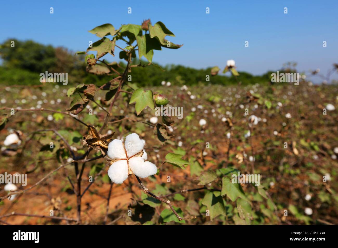 Cotton Balls, Baumwollpflanzen in der Nähe des Dorfes Seethampeta im Bezirk Srikakulam, Andhra Pradesh, Indien Stockfoto