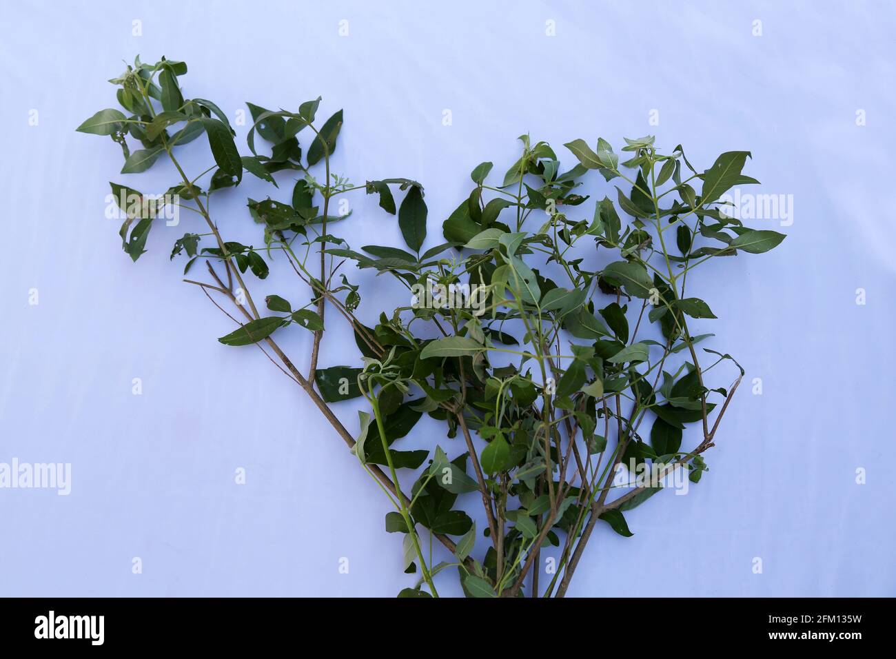 Vitex Negundo, chinesischer keuscher Baum, fünfblättriger keuscher Baum oder Hufeisen vitex, Linganni. Heilpflanze im Dorf Nallaraiguda, Srikakulam Distric Stockfoto