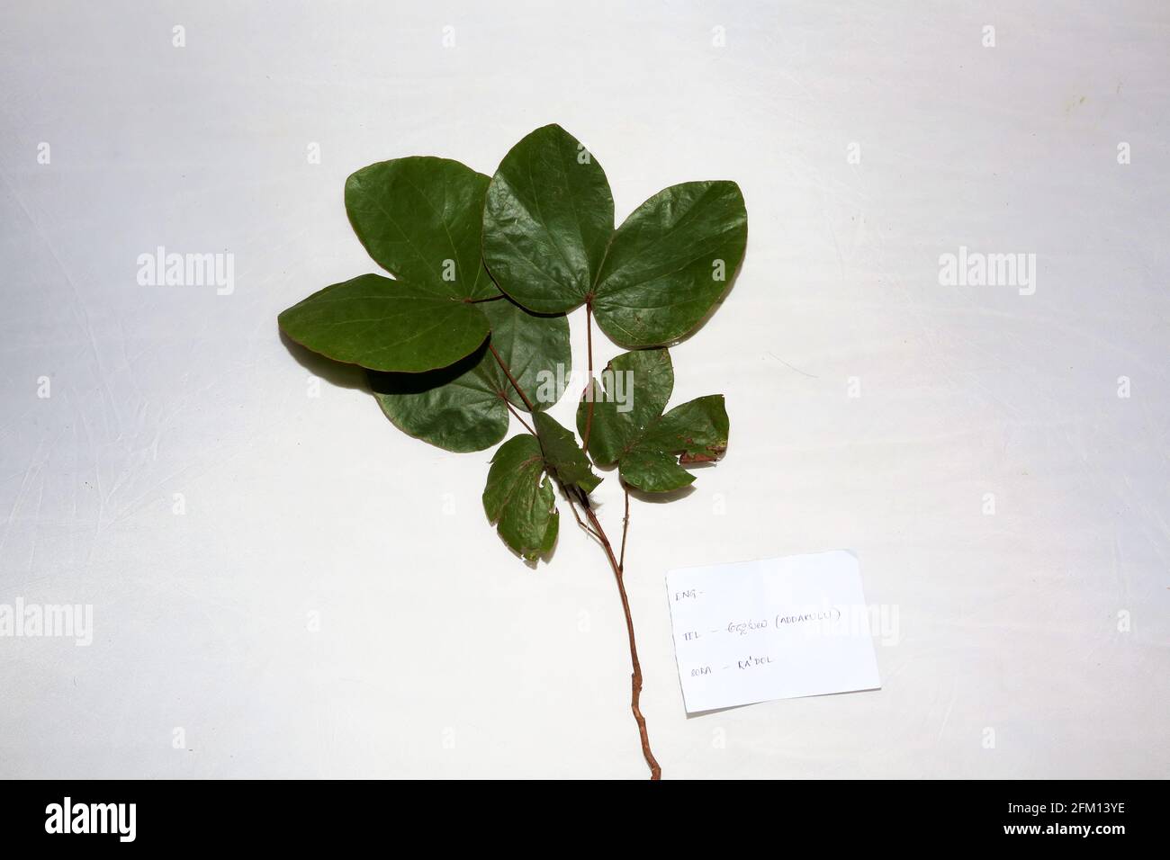 Addakulu Leaves, Radol (Heilpflanze, Blätter, Kräuterpflanze), Nallaraiguda Village, Andhra Pradesh, Indien Stockfoto