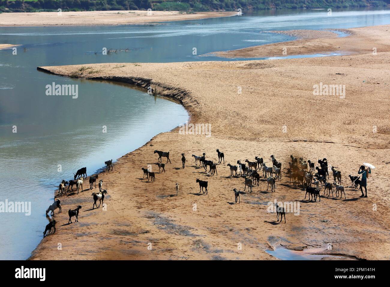 Rinder- und Ziegenhirten in der Nähe des Staudamms Vamsadhara, Hiramandalam, Bezirk Srikakulam, Andhra Pradesh, Indien Stockfoto