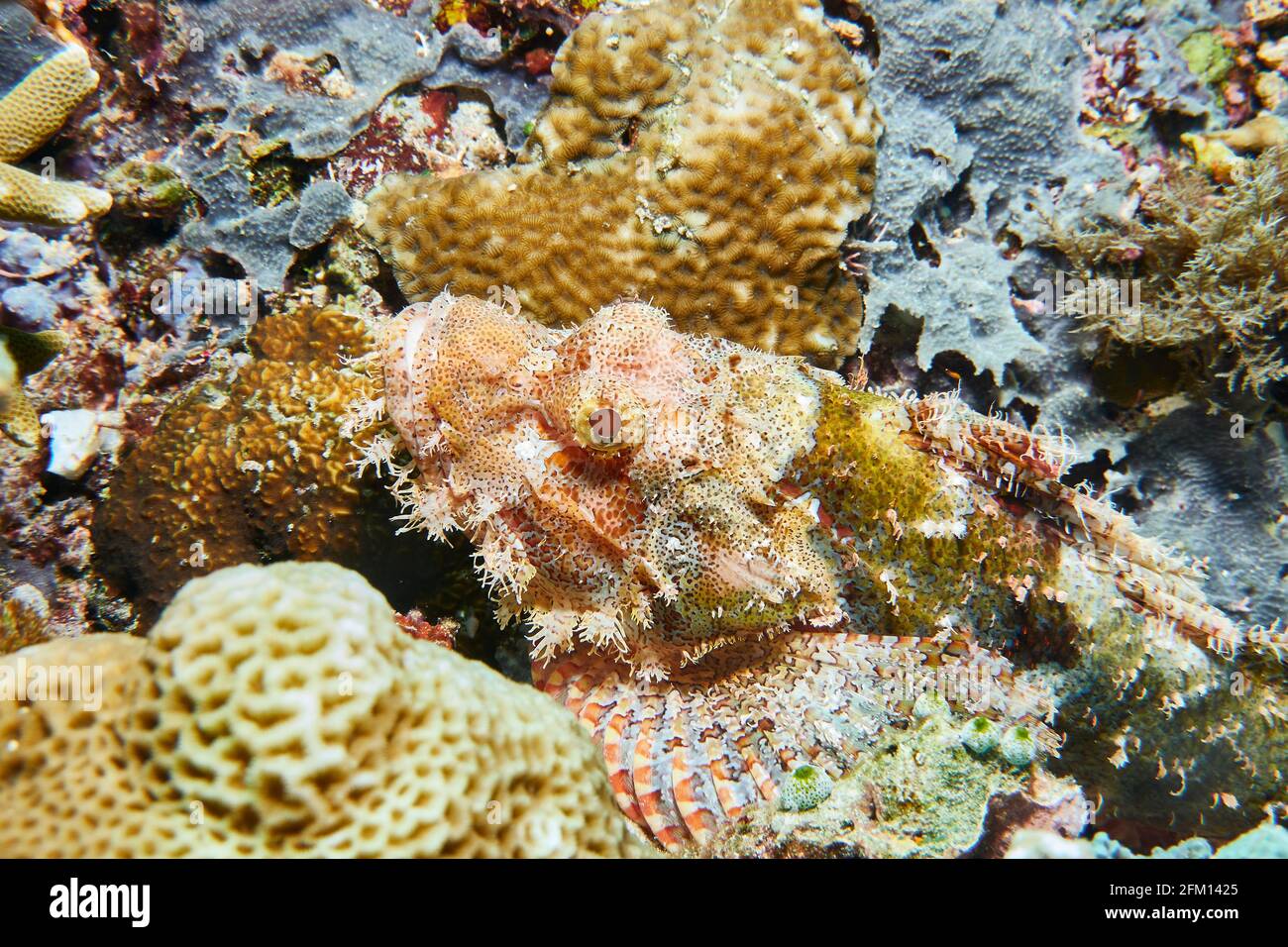 Skorpionfisch, Gut Getarnt Zwischen Steinkorallen. Selayar Süd-Sulawesi Indonesien Stockfoto