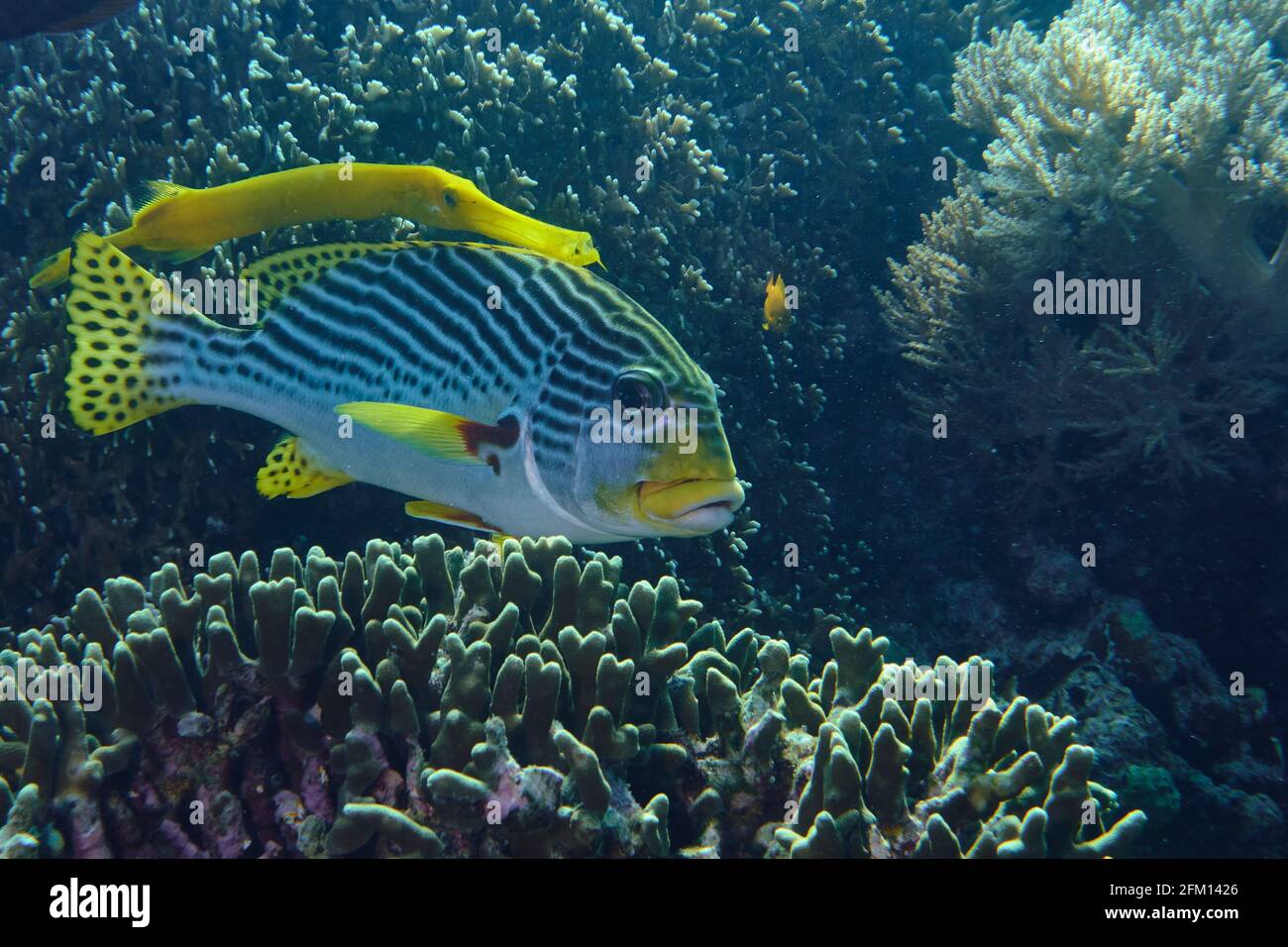 Yellow Pacific Trumpet Fish tarnt sich im Korallenriff mit EINER Diagonal Sweet Lips. Selayar Süd-Sulawesi Indonesien Stockfoto