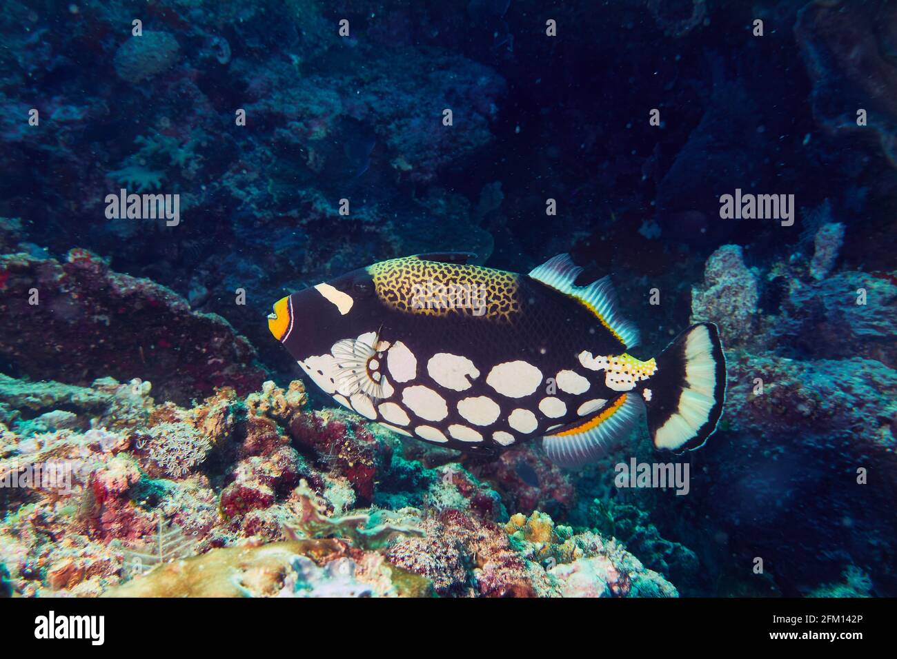 Clown Triggerfish, Balistoides Conspicillum, In Coral Reef. Selayar, Süd-Sulawesi, Indonesien Stockfoto