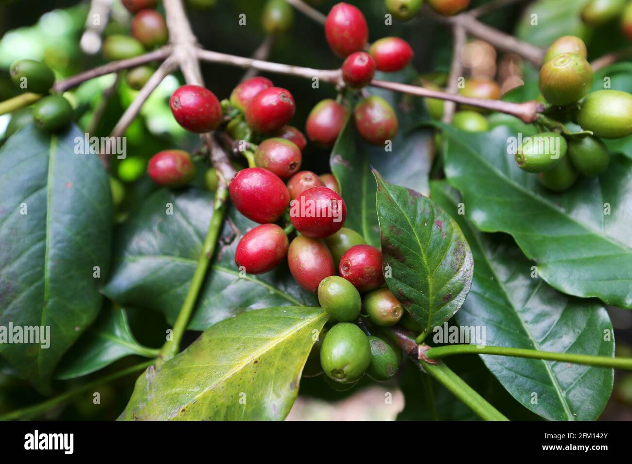Kaffeebohnen ( Kaffeebeeren, Kaffeesamen ) Dieses Foto wurde bei Coffee Plantation im Galikonda Village, Araku Valley, Andhra Pradesh, Indien, aufgenommen Stockfoto