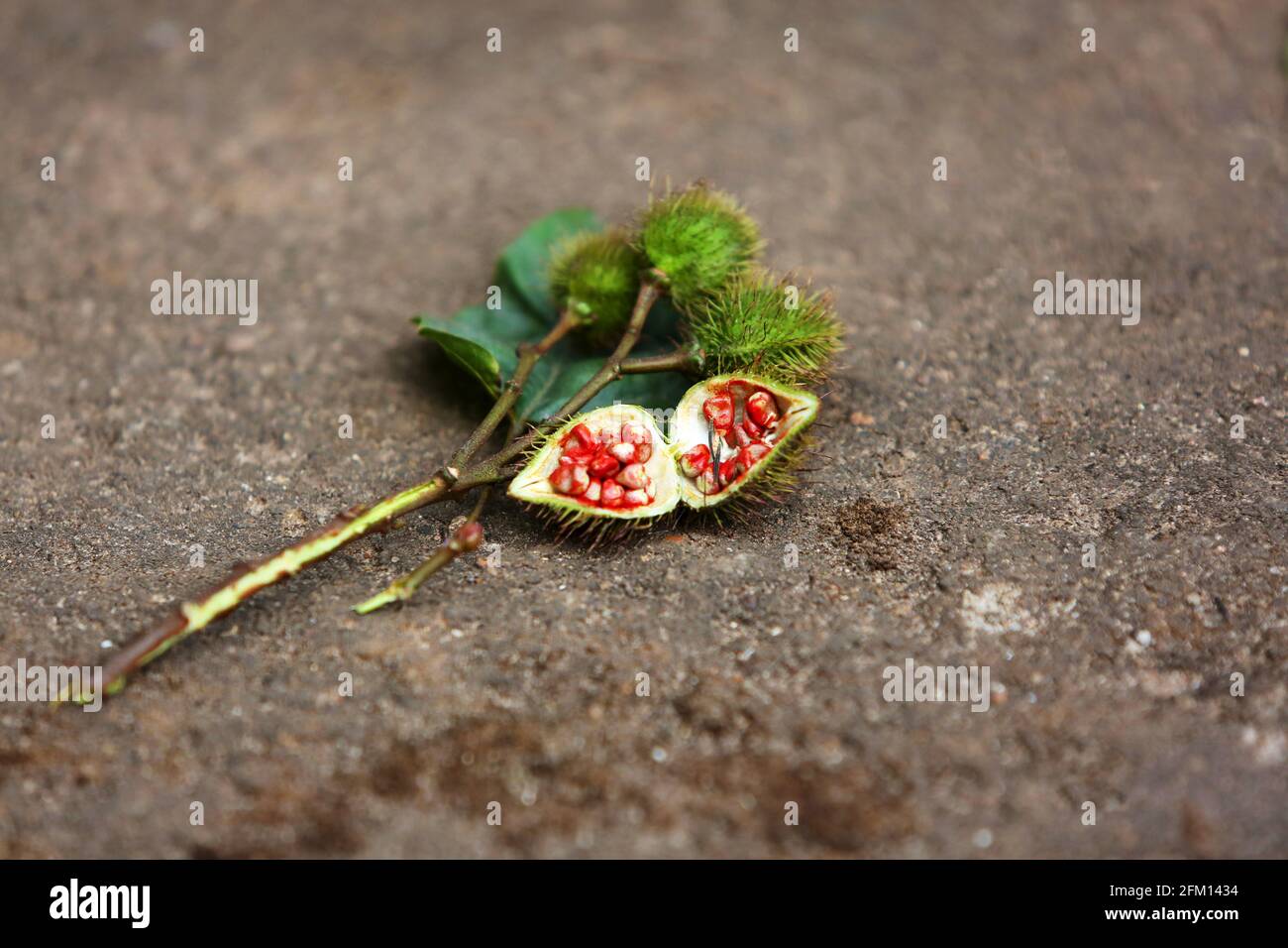 Lippenstift-Pflanze, Bixa Orellana - Medizinische Pflanze - Galikoda Village - Araku Valley - Andhra Pradesh, Indien Stockfoto