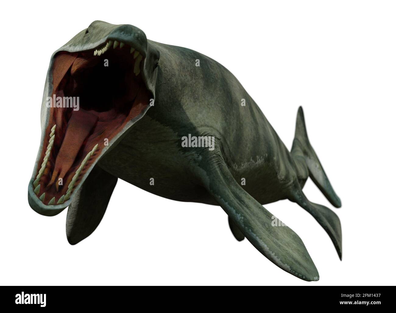 Mosasaurus, ozeanische Eidechse, ausgestorbener Mosasaurus vor 70 bis 66 Millionen Jahren isoliert auf weißem Hintergrund Stockfoto
