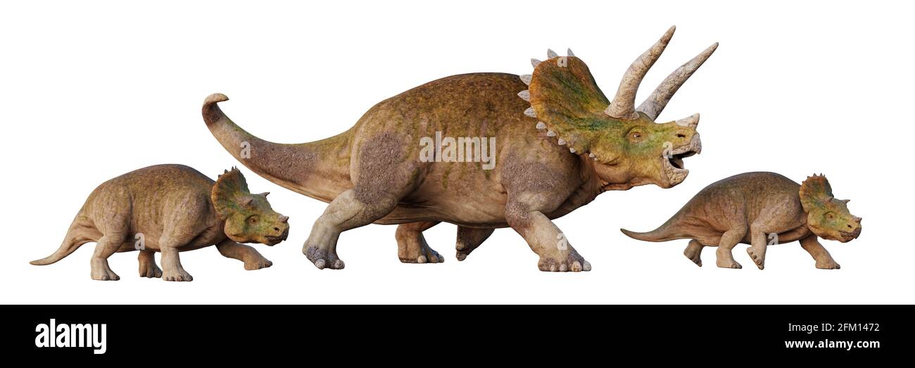 Triceratops horridus, Dinosaurier mit Babys, isoliert auf weißem Hintergrund Stockfoto