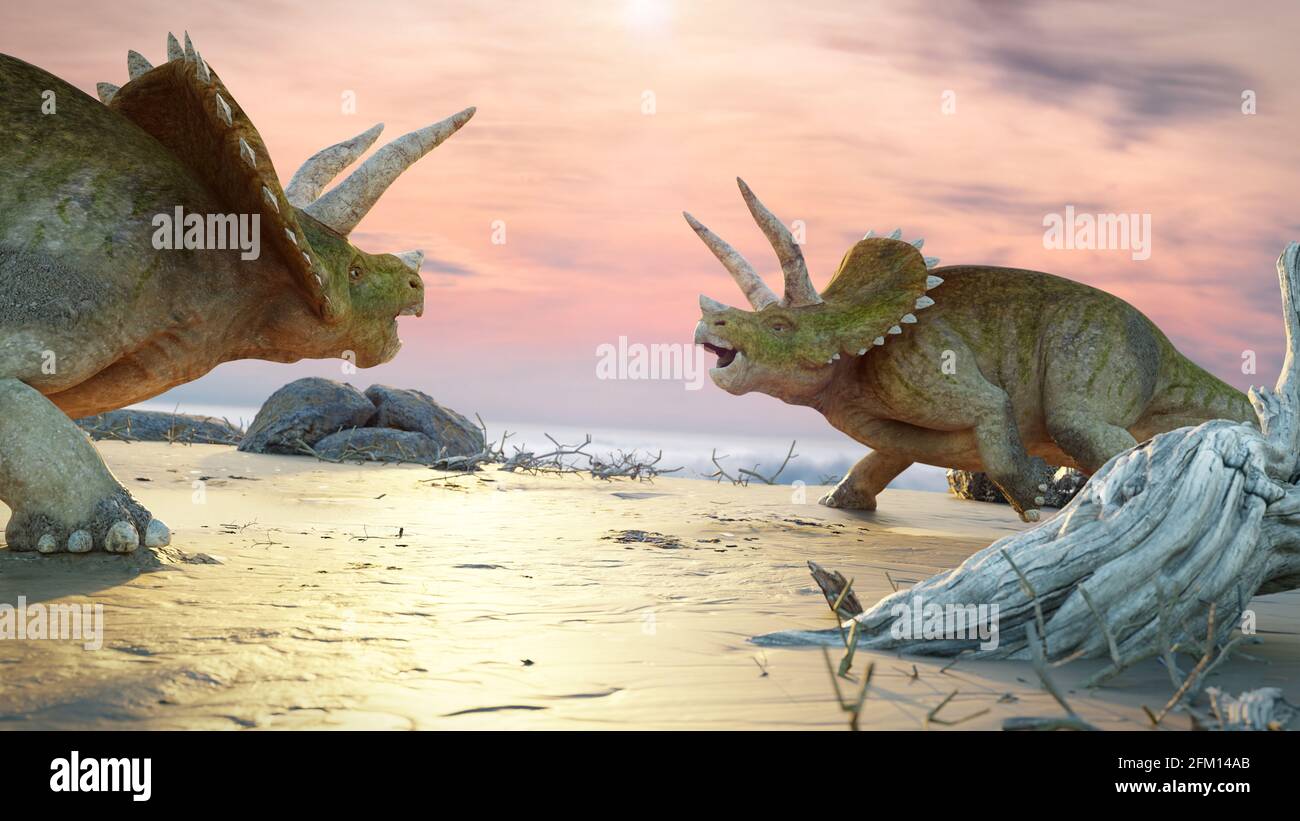 Triceratops horridus Dinosaurier am Meer Stockfoto
