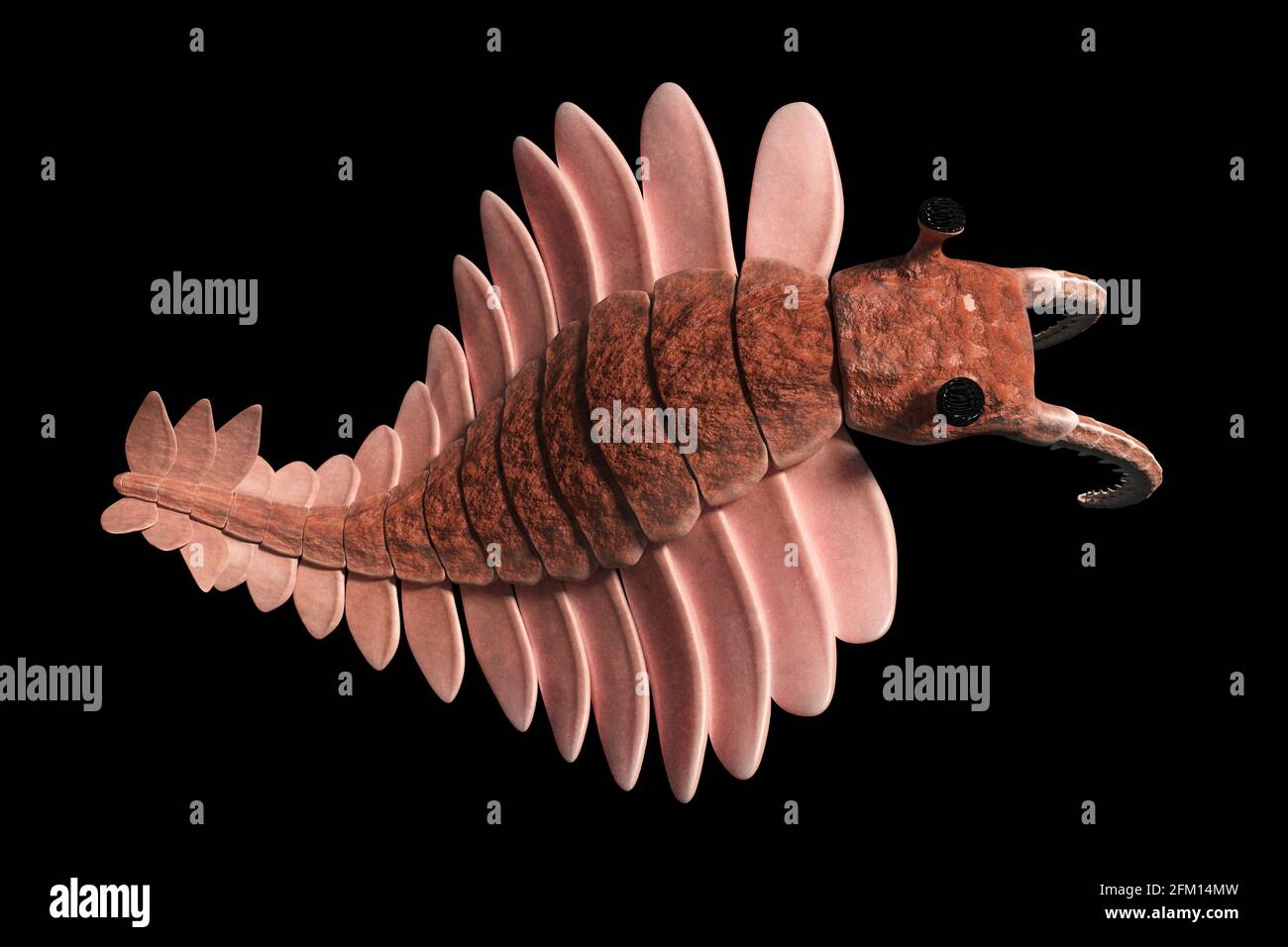 Anomalocaris, Kreatur aus der Kambrium-Zeit, Draufsicht, isoliert auf schwarzem Hintergrund Stockfoto