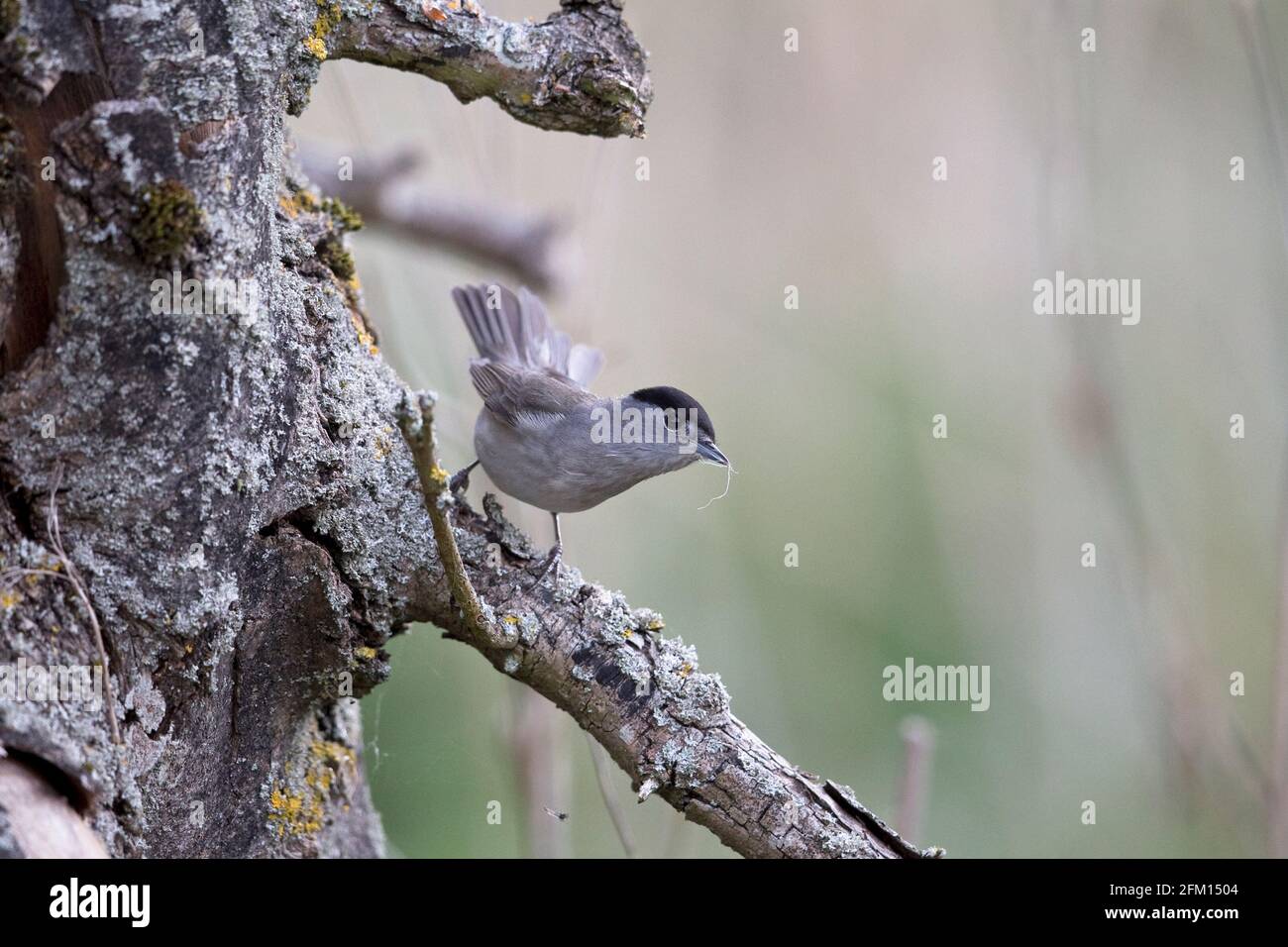 Schwarzmücke (Sylvia atricapilla) sammelt Nestmaterial Stockfoto