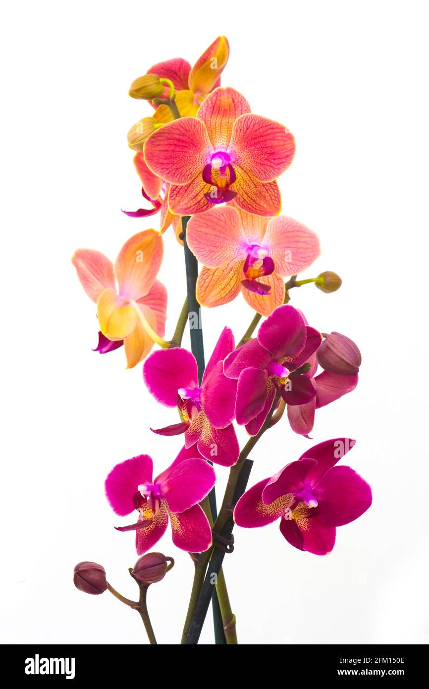 Schöne rosa und orange Orchidee - pthalaenopsis Stockfoto