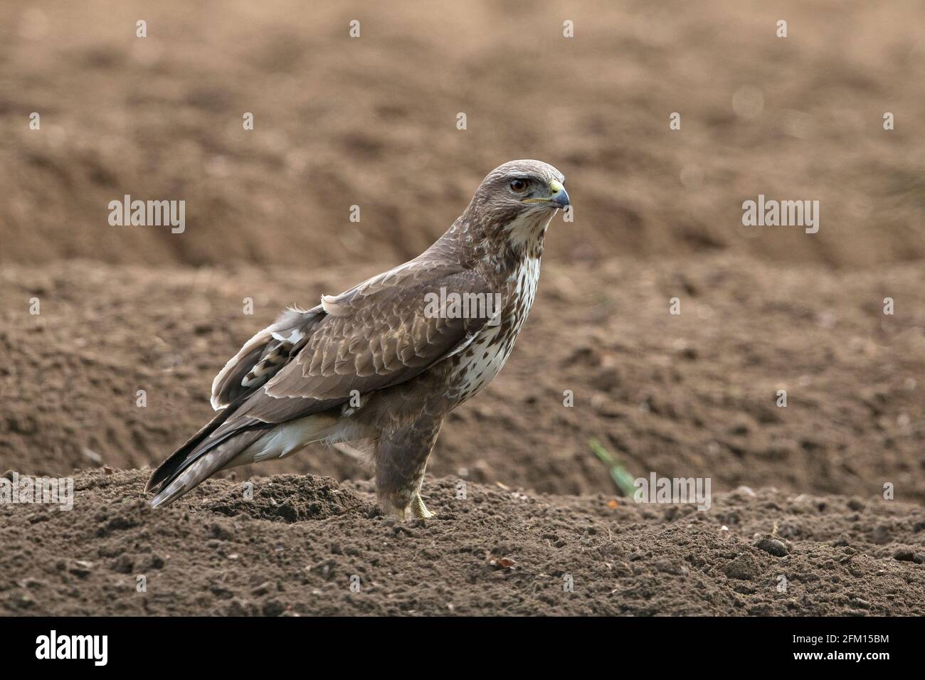 Gewöhnlicher Bussard (Buteo buteo), der auf dem Boden auf Regenwürmer Jagd gemacht wurde Stockfoto