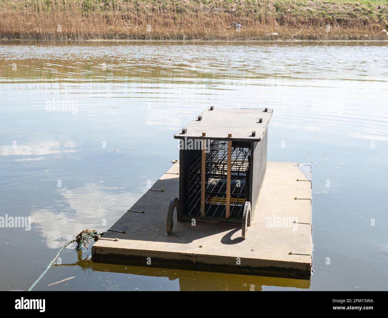 Intelligente Floating Nerz Falle auf Fenland Drainage Kanal Stockfoto
