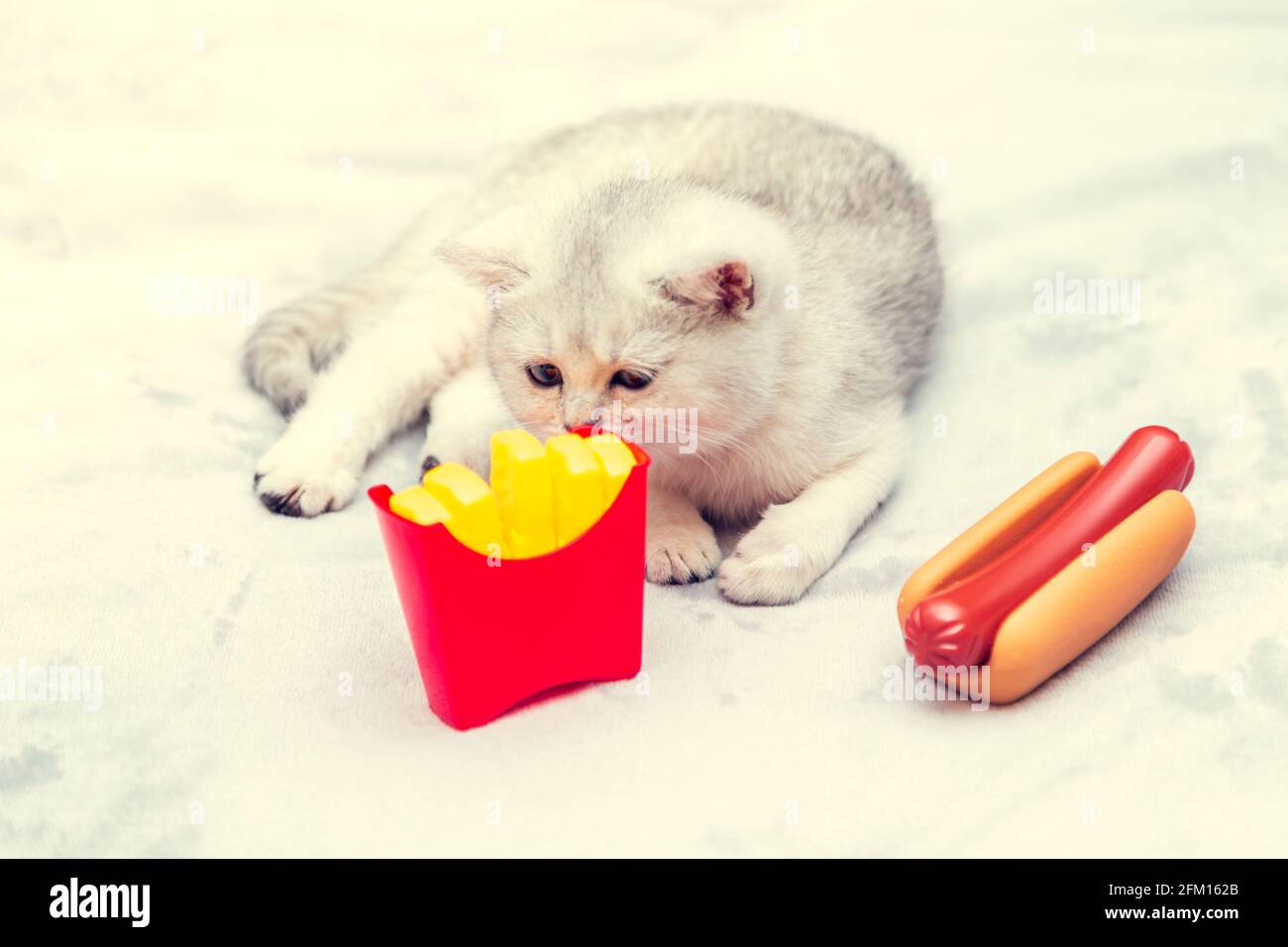 Weißes Kätzchen liegt mit Hot Dog und Pommes auf dem Bett. Schlechtes Lifestyle-Konzept - Unbeweglichkeit und ungesunde Essgewohnheiten. Sankt Petersburg - 8. April 2021 Stockfoto