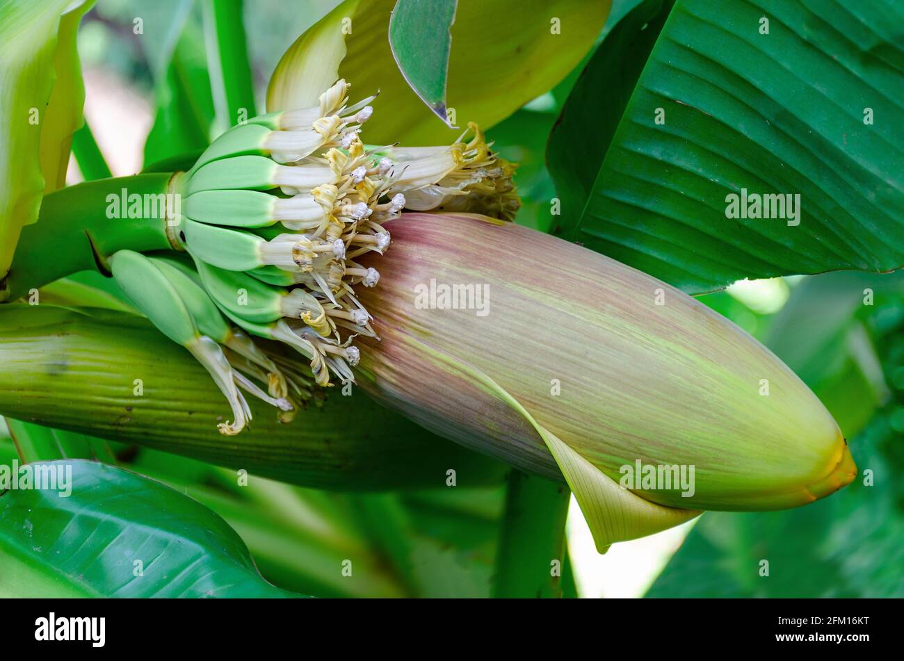 Blüte des Bananenblütenstammes. Sri Lanka Stockfoto