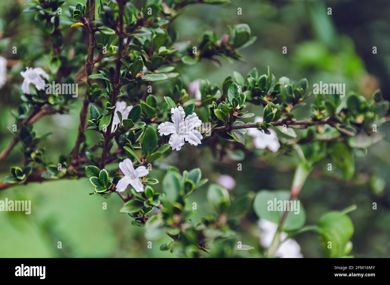 Zweig der blühenden Waldpflanze. Blüten von Serissa Japonica oder Schneerose, japanischer Buchsdorn, Baum der tausend Sterne. Stockfoto