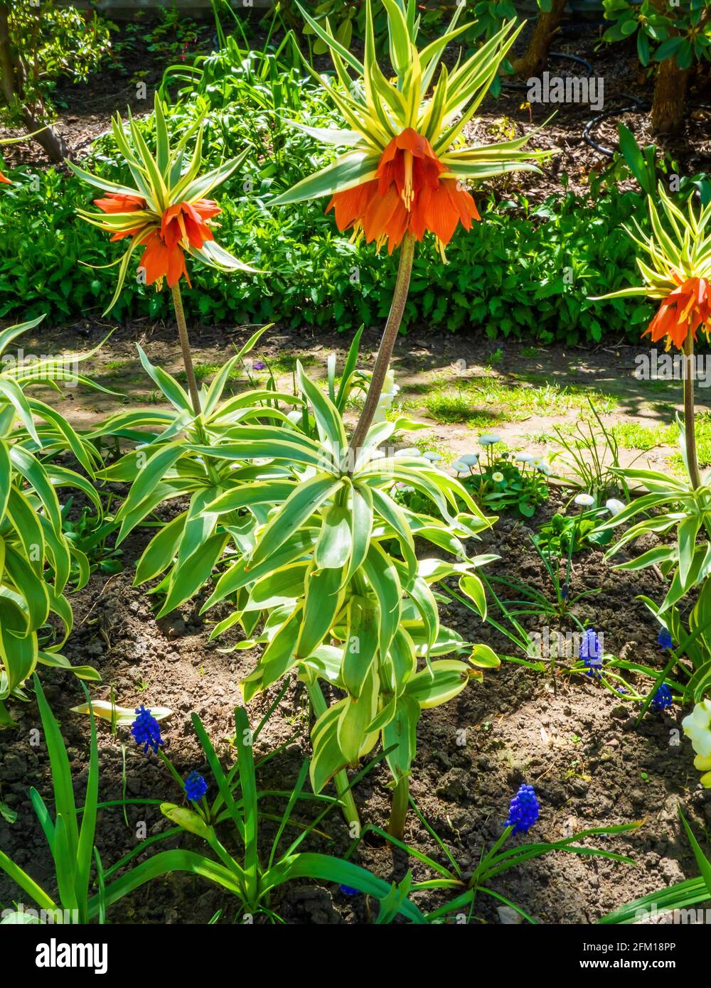 Nahaufnahme der kaiserlichen Kronenblumen (Fritillaria imperialis), auch als Kaiserkrone bekannt, umgekehrte Tulpe Stockfoto