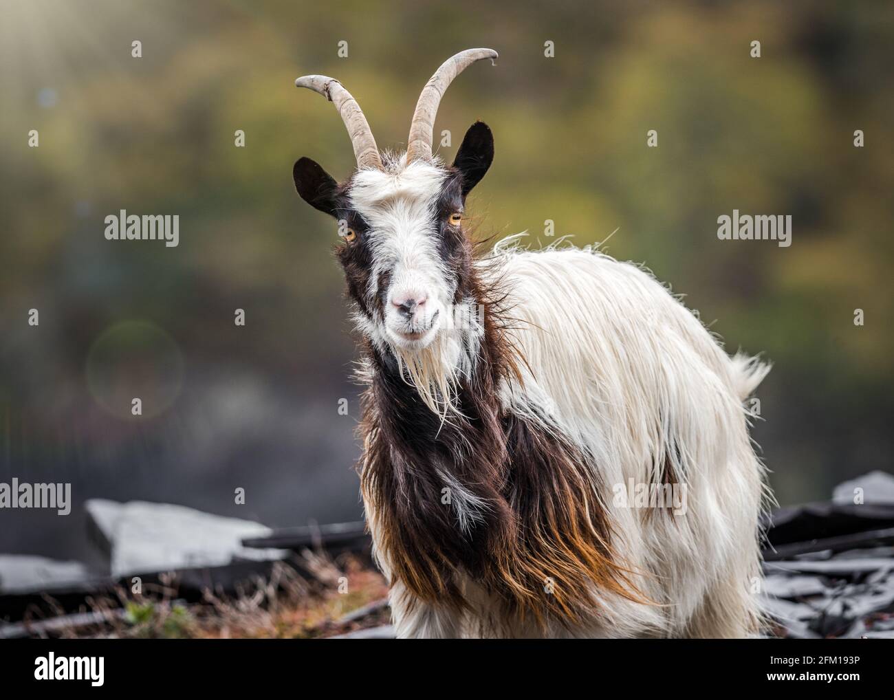 Walisische Bergziegen wild in felsigen Schiefer Steinbruch Mine Hügel. Bärtige Erkundungen am Hang von Snowdonia werden lange Haare und Hörner durch die Wildnis ziehen Stockfoto