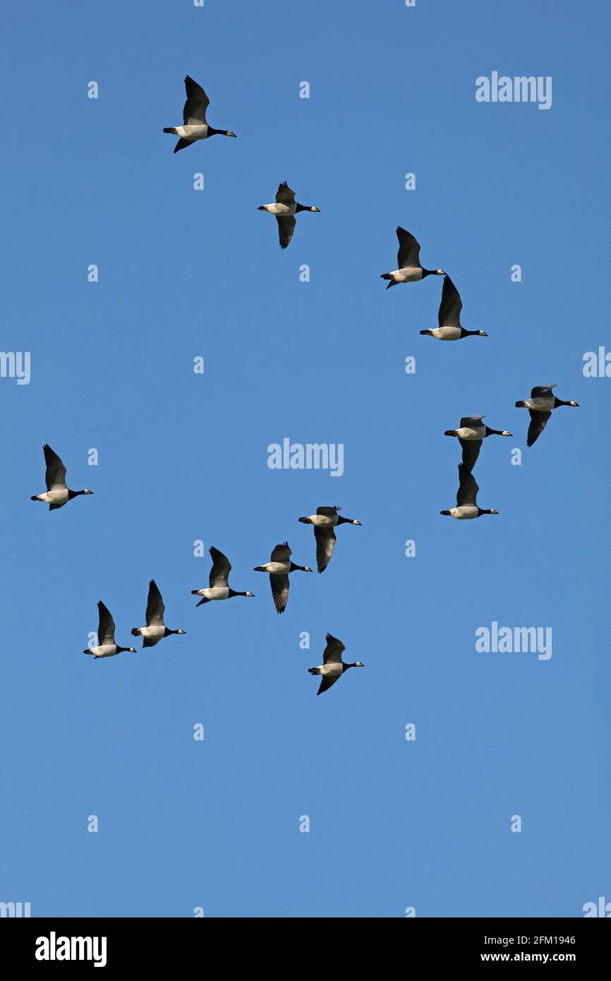 barnacle Gänse (Branta leucopsis) im Flug, Falshöft, Gelting Bay, Schleswig-Holstein, Deutschland Stockfoto