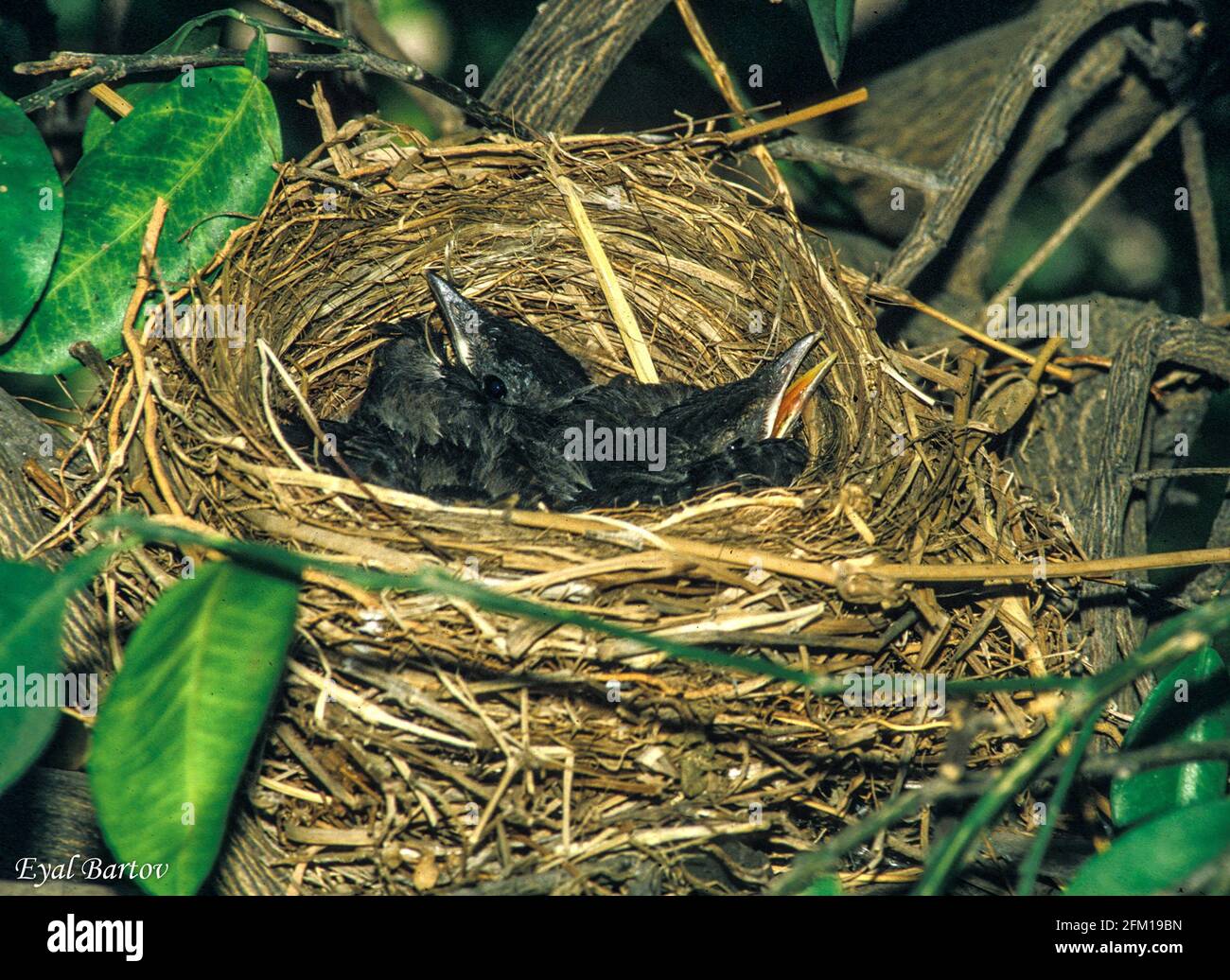 Gewöhnlicher Amsel oder eurasischer Amsel (Turdus merula), der in einem Nest auftauchend ist. Dieser Vogel kommt in ganz Europa und im Nahen Osten vor und ernährt sich von einem Vari Stockfoto