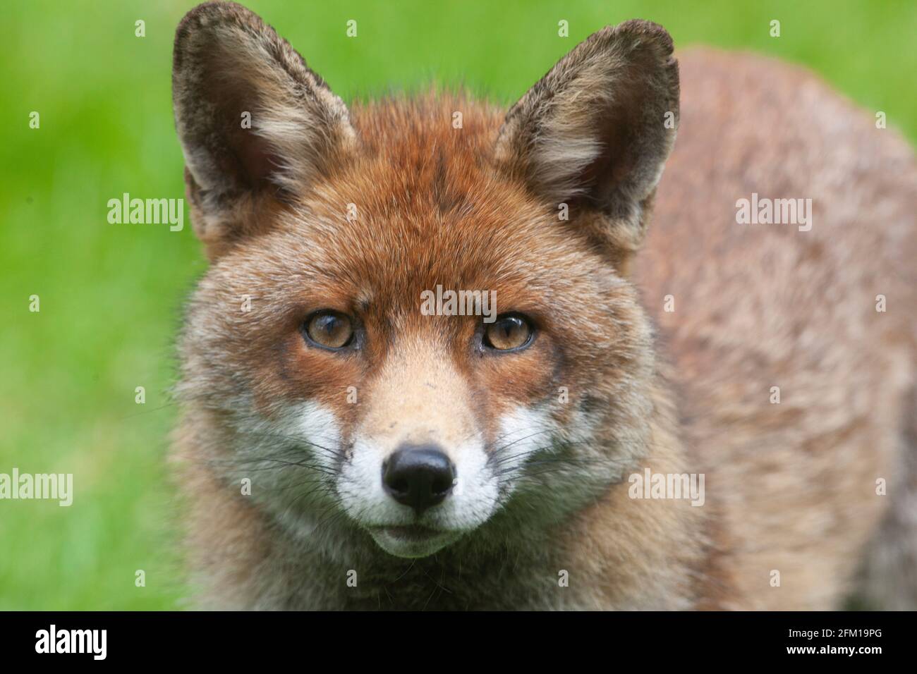 In einem Garten in Clapham, im Süden Londons, entspannt sich ein Fuchs an einem sonnigen Nachmittag auf dem Rasen. Die Fuchsfamilie hat Junge, aber sie wurden noch nicht bei Tageslicht gesehen. Anna Watson/Alamy Stockfoto