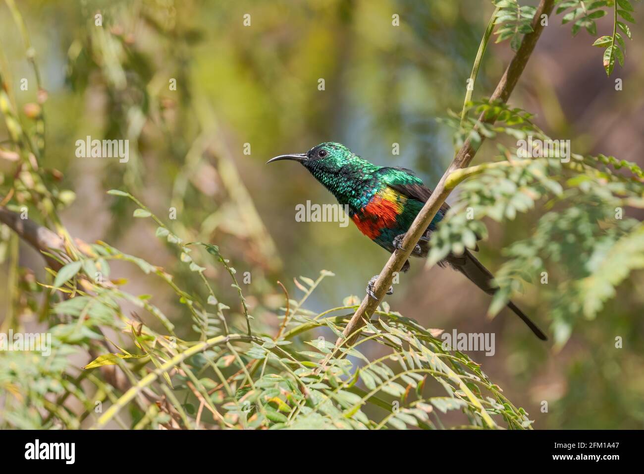 Schöner Sonnenvögel - Cinnyris pulchellus, schöner kleiner Sitzvogel aus afrikanischen Gärten und Wäldern, See Ziway, Äthiopien. Stockfoto