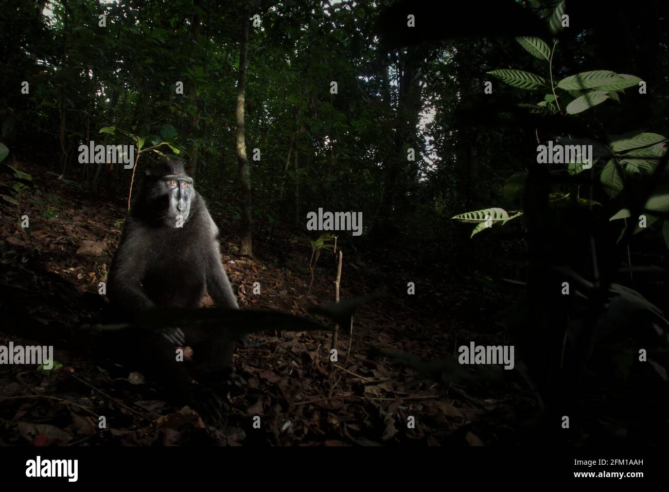 Auf dem Waldboden ruhender Makaken aus der Haube. Die Ruhephase ist eine der fünf Klassen der Crested-Macaque-Aktivität, die Timothy O'Brien und Margaret Kinnaird in einem Forschungsbericht identifiziert haben, der erstmals im International Journal of Primatology im Januar 1997 veröffentlicht wurde. Bei der Ruhephase sitzt oder legt sich ein Haubenmakaken, „aber nicht in soziale Aktivitäten, einschließlich Autogrooming, verwickelt“. Die endemischen Primaten von Sulawesi verbringen 19.5 Prozent ihrer Zeit in Ruhe. Stockfoto
