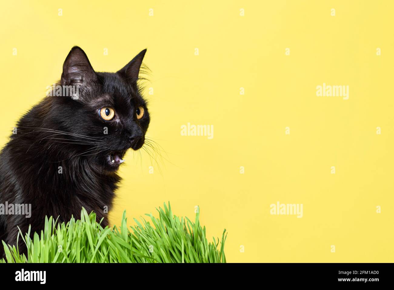 Lustige flauschige schwarze Katze essen grünes Gras isoliert auf gelbem Hintergrund. PET-Banner mit Kopierbereich. Stockfoto