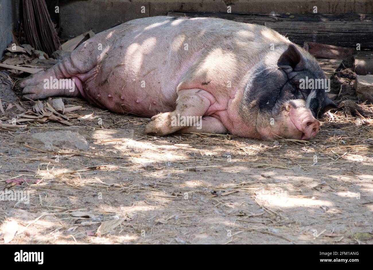 Ein großes Schwein schläft auf dem trockenen Boden in der Nähe des Strohstapels, eine kleine Farm des lokalen Bauern auf dem Land, Vorderansicht für den Kopierraum. Stockfoto