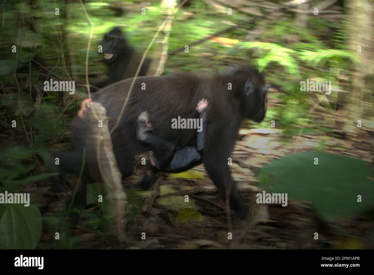 Eine Erwachsene Frau mit Sulawesi-Schwarzkammmakaken (Macaca nigra) trägt ein Kind, während sie sich auf dem Boden des Tiefland-Regenwalds im Tangkoko-Wald in Nord-Sulawesi, Indonesien, bewegt. Umzug ist eine der fünf Klassen von Sulawesi Schwarzkammmakaken (Macaca nigra), die von Timothy O'Brien und Margaret Kinnaird in einem erstmals im International Journal of Primatology im Januar 1997 veröffentlichten Forschungspapier identifiziert wurden. Wenn sie sich bewegen, schrieben sie, ist ein Kammmakak in „Bewegung, einschließlich Gehen, Laufen, Klettern und Springen“. Stockfoto