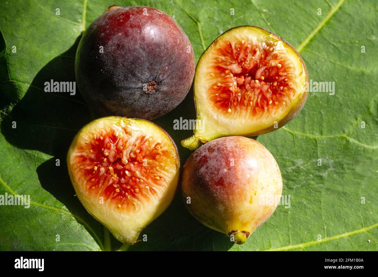 Nahaufnahme von frischen reifen Zinn-Früchten, Feigen-Früchten, in flachem Fokus. Der wissenschaftliche Name dieser Früchte ist Ficus carica, eine Art blühender Pflanze in t Stockfoto