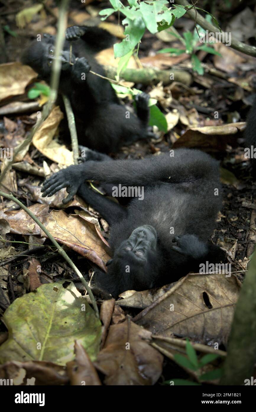 Sulawesi-Schwarzkammmakaken (Macaca nigra), die im Naturschutzgebiet Tangkoko, North Sulawesi, Indonesien, auf dem Waldboden sitzen und sich ausruhen. Ruhen ist eine der fünf Klassen makakanischer Aktivität, die Timothy O'Brien und Margaret Kinnaird in einem erstmals im International Journal of Primatology im Januar 1997 veröffentlichten Forschungspapier identifiziert haben. In der Ruhepause sitzt oder liegt ein Makake, „aber nicht mit sozialen Aktivitäten, einschließlich Autogrooming, beschäftigt ist“. Die endemischen Primaten von Sulawesi ruhen sich zu 19,5 Prozent aus. Stockfoto