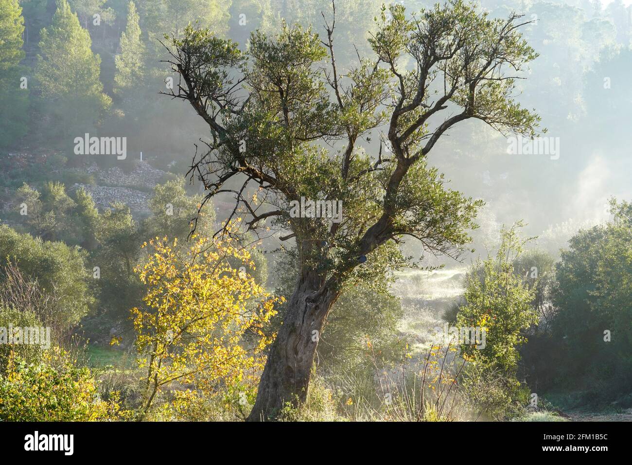 Der Stamm eines alten Olivenbaums, fotografiert in Sataf, Jerusalem, Israel Stockfoto