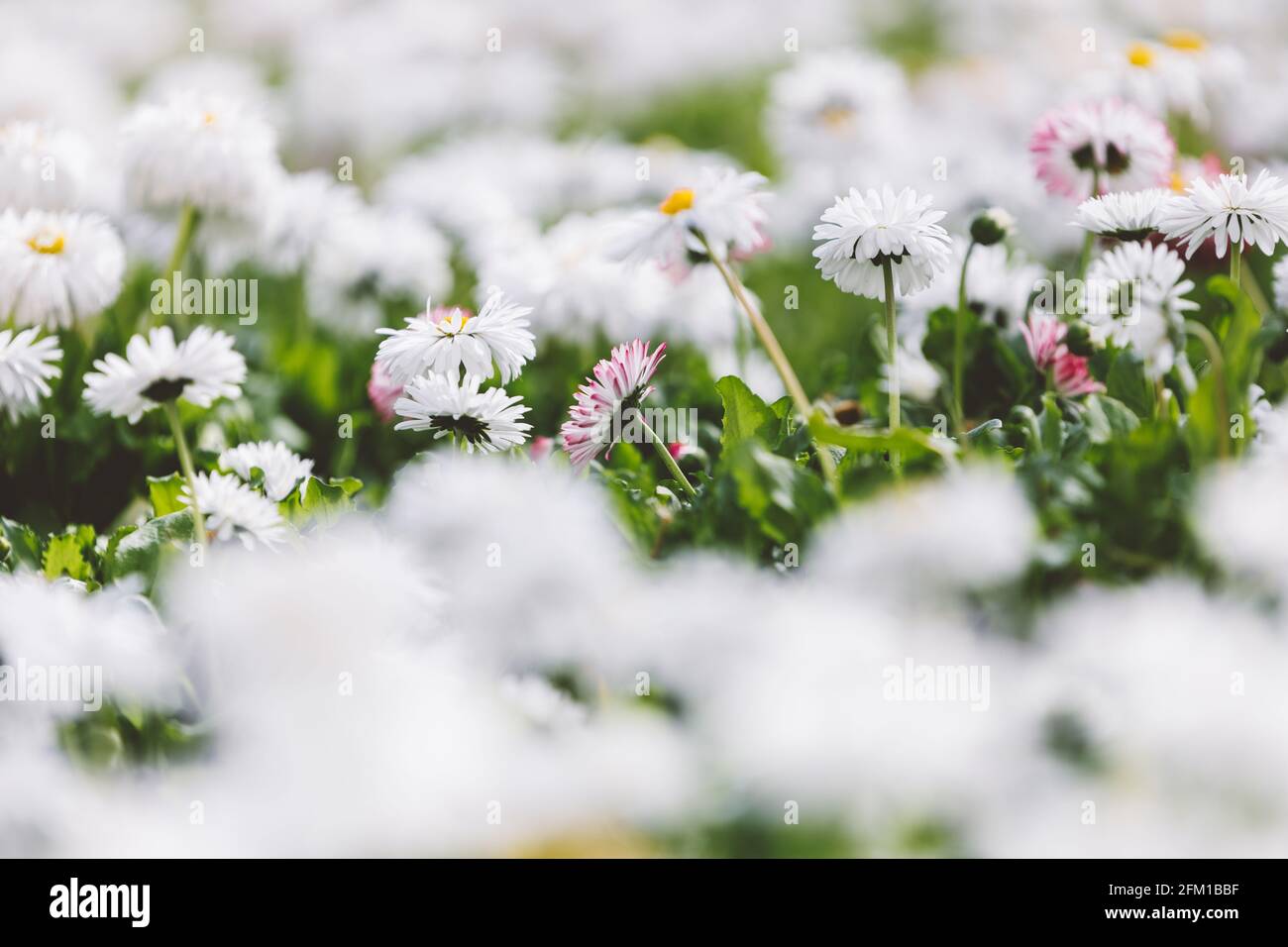 Nahaufnahme Blumenbeet mit vielen schönen weißen Blumen in Frühlingstag Stockfoto