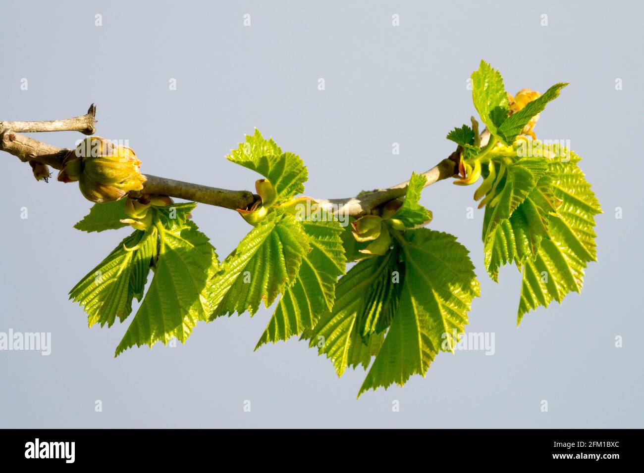 Türkisches Hasel, Corylus colurna, türkischer Filbert, Frühling, Blätter Stockfoto