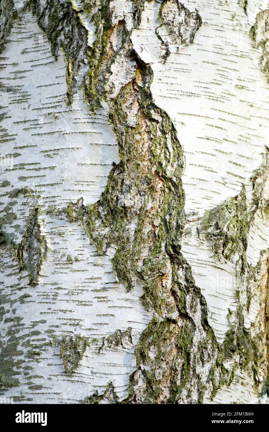 Silberne Birkenrinde Betula pendula Europäische weiße Birke Stockfoto