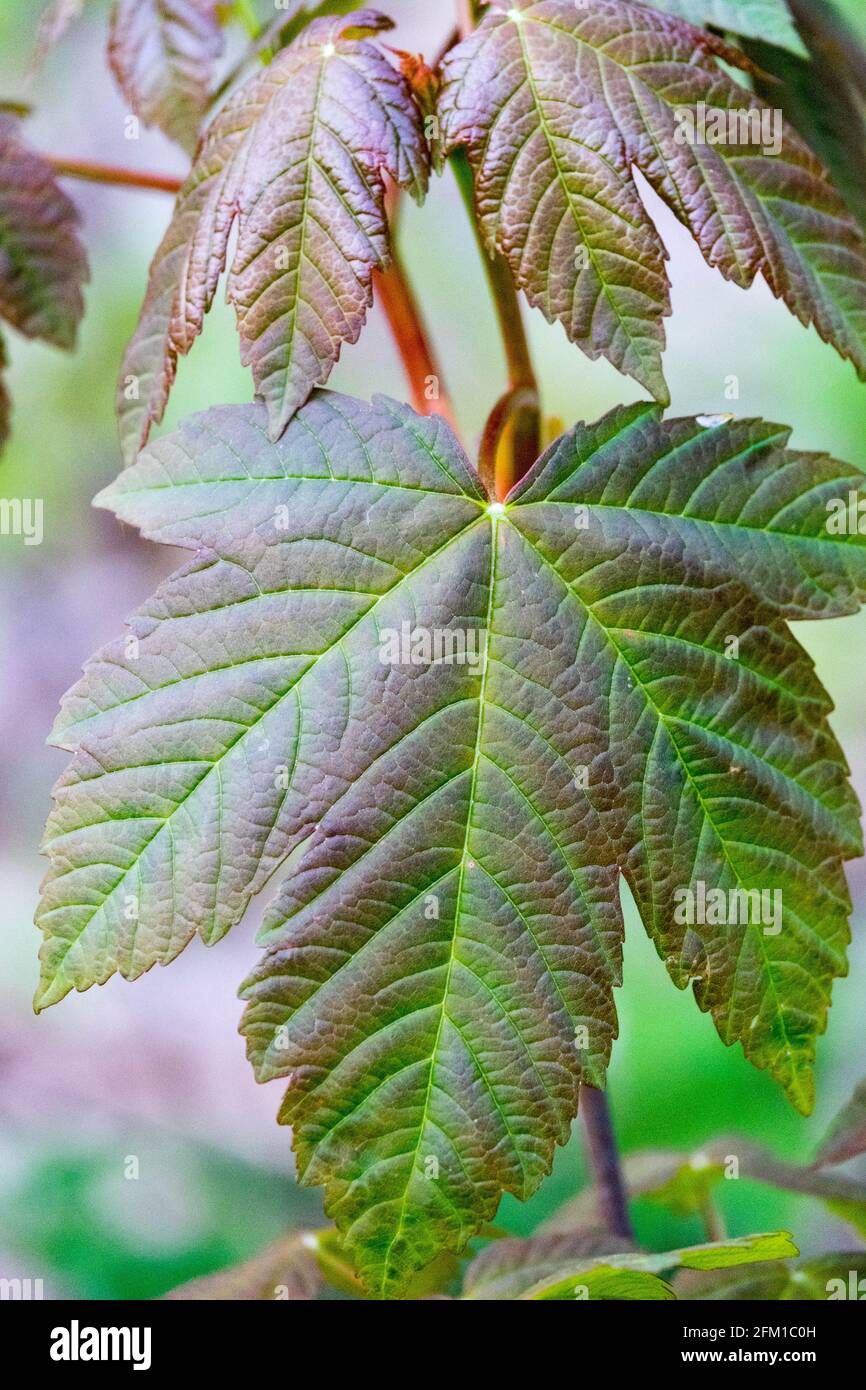 Norwegen Ahorn Blätter Acer platanoides Laub Stockfoto